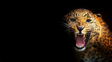 cheeta dark wallpaer for laptop.